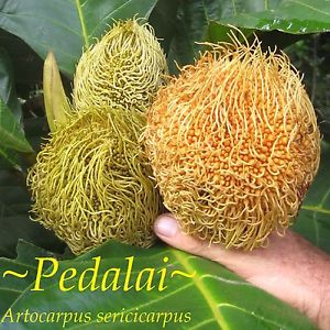 آرتوکارپوس سریکارپوس